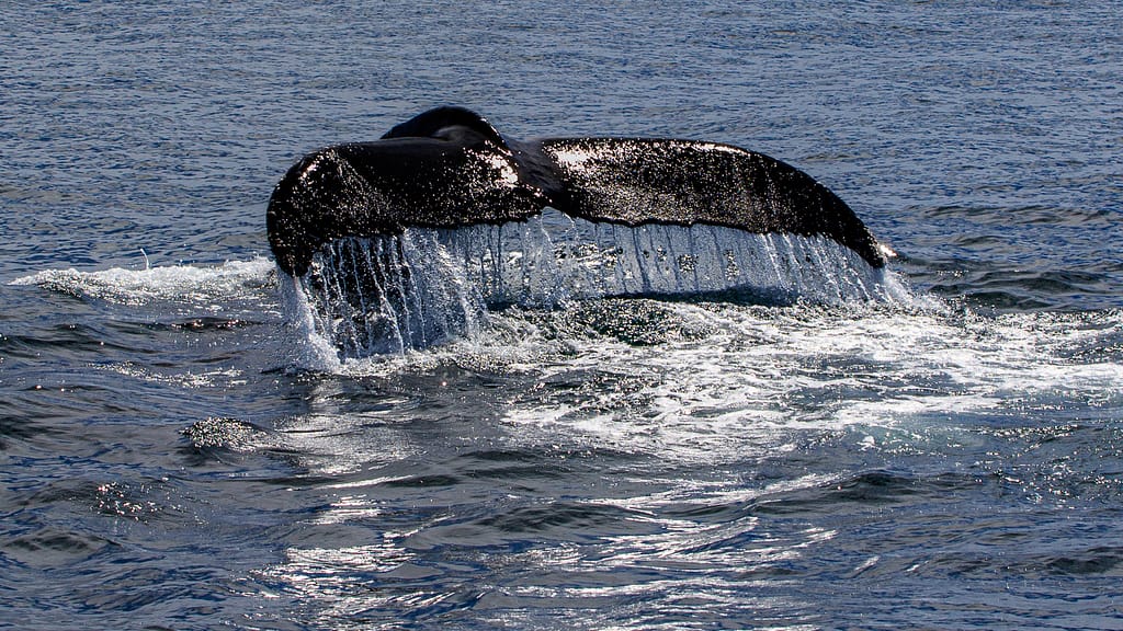Humpback Whale | Stellwagen Bank