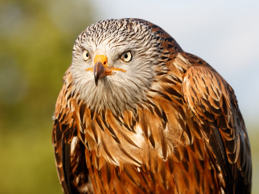 Red Kite